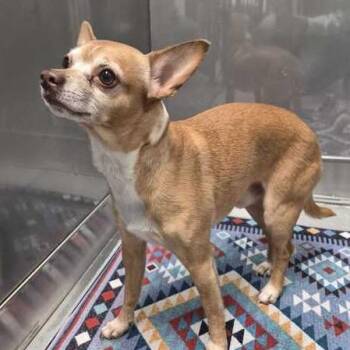 Mixed Breed Dogs Available for Adoption in Davenport, Iowa - Oopsie Doopsie | PetCurious