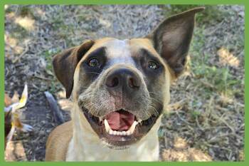 Goose -  Australian Cattle Dog Blue Heeler and Black Mouth Cur Dog for Adoption in Amherst, Massachusetts - Goose | PetCurious