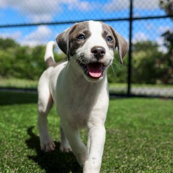 Pool Stick -  Mixed Breed Dog for Adoption in Bradenton, Florida - Pool Stick | PetCurious