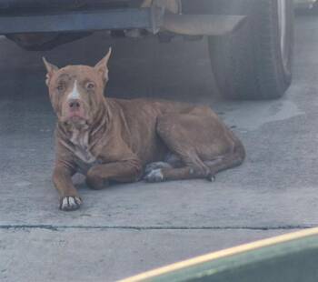 A824236 -  American Staffordshire Terrier Dog for Adoption in San Antonio, Texas - A824236 | PetCurious