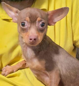 Chihuahua Dogs Available for Adoption - Sloan | PetCurious