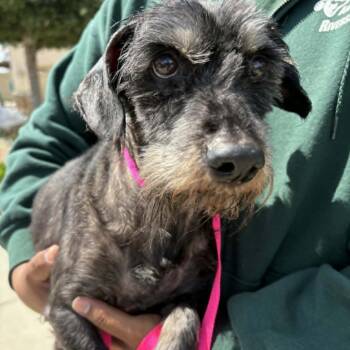 Terrier Dogs Available for Adoption in Chino Hills, California - Paco - Costa Mesa Location | PetCurious