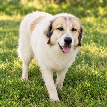 Bella (Gordita) D46669 -  Anatolian Shepherd and Great Pyrenees Dog for Adoption in Corsicana, Texas - Bella (Gordita) D46669 | PetCurious