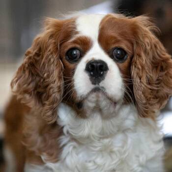 Tonkin JN26-23 -  Cavalier King Charles Spaniel Dog for Adoption in Peyton, Colorado - Tonkin JN26-23 | PetCurious