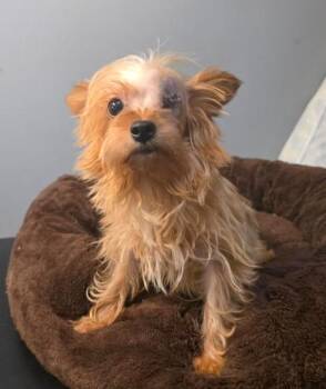 Yorkshire Terrier and Chihuahua Dogs Available for Adoption in Manvel, Texas - Foxy | PetCurious