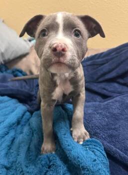 Aphrodite- In Foster -  Pit Bull Terrier Dog for Adoption in Rockwall, Texas - Aphrodite- In Foster | PetCurious