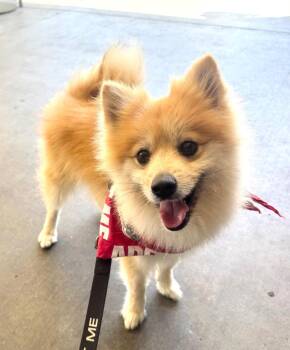 Cartier -  Pomeranian Dog for Adoption in Ramona, California - Cartier | PetCurious