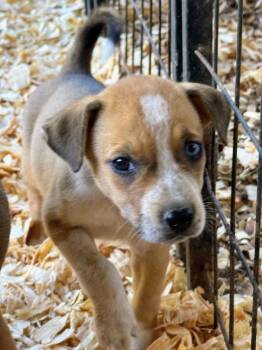 Rescue Husky Dogs for Adoption in Fosters, Alabama - JUNEBUG | PetCurious