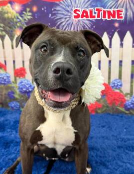 Saltine -  Mixed Breed Dog for Adoption in Flint, Michigan - Saltine | PetCurious