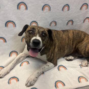 Cali -  Pit Bull Terrier and Mixed Breed Dog for Adoption in Hawthorne, California - Cali | PetCurious