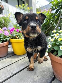 Australian Cattle Dog Blue Heeler Dogs Available for Adoption in Mckinney, Texas - Jack | PetCurious