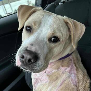 Rescue American Staffordshire Terrier Dogs for Adoption in Fort Worth, Texas - Hannah | PetCurious