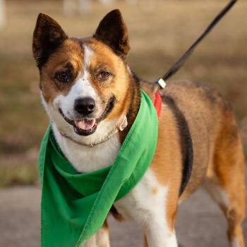 Katty -  Cardigan Welsh Corgi and Cattle Dog Dog for Adoption in Evansville, Indiana - Katty | PetCurious