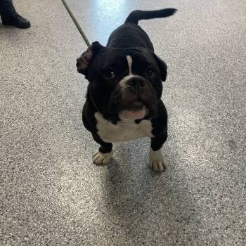Huey -  Pit Bull Terrier Dog for Adoption in Kansas City, Missouri - Huey | PetCurious
