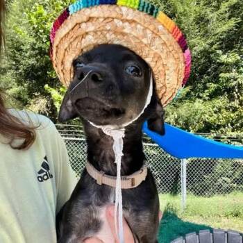 Big John -  Miniature Pinscher and Mixed Breed Dog for Adoption in Falls Church, Virginia - Big John | PetCurious