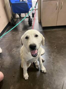 Found stray: Dylan -  Great Pyrenees and Labrador Retriever Dog for Adoption in Rockwall, Texas - Found Stray: Dylan | PetCurious