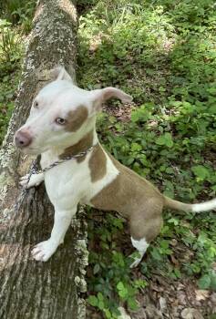 Pit Bull Terrier Dogs Available for Adoption in Rockaway, New Jersey - Toby Dixon | PetCurious