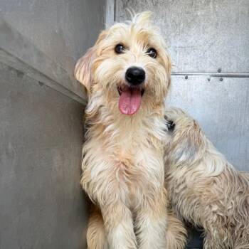 Jade -  Terrier and Mixed Breed Dog for Adoption in Edinburg, Texas - Jade | PetCurious