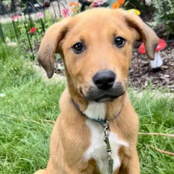 Tarzan -  Mixed Breed Dog for Adoption in South Elgin, Illinois - Tarzan | PetCurious