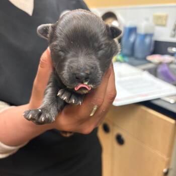 Pit Bull Terrier Dogs Available for Adoption in Midland, Texas - FWT Poppy | PetCurious