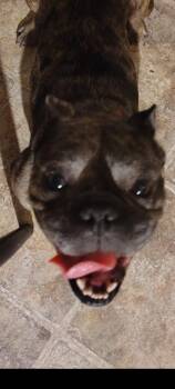 Bulldog Dogs Available for Adoption in Lima, Ohio - Achilles | PetCurious