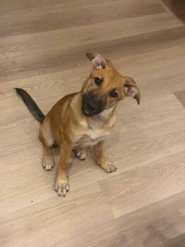 Foster Sophia -  Shepherd Dog for Adoption in Oswego, Illinois - Foster Sophia | PetCurious