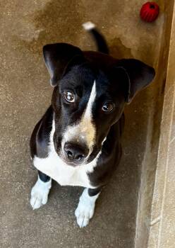 Husky and Shar Pei Dogs Available for Adoption - Oreo | PetCurious