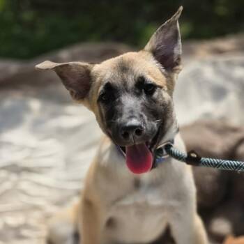 Bleu -  German Shepherd Dog Dog for Adoption in Cleveland, Texas - Bleu | PetCurious