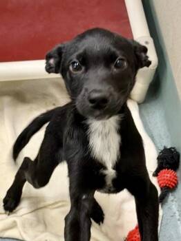 Larry -  Mixed Breed Dog for Adoption in New Orleans, Louisiana - Larry | PetCurious