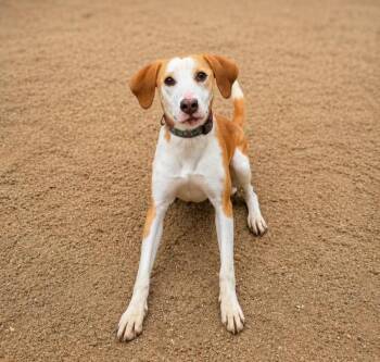 Livy -  Beagle and Hound Dog for Adoption in Lindenhurst, New York - Livy | PetCurious