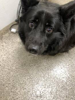 Mixed Breed Dogs Available for Adoption in Vancouver, Washington - Pickleball | PetCurious