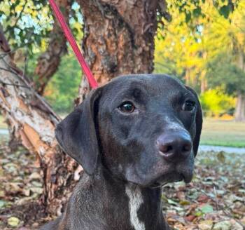 Bailey -  Labrador Retriever and Pit Bull Terrier Dog for Adoption in Syracuse, New York - Bailey | PetCurious