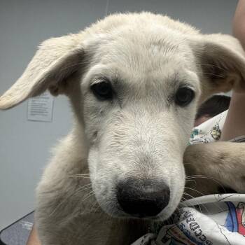 Miss Marvel -  Great Pyrenees Dog for Adoption in Abilene, Texas - Miss Marvel | PetCurious