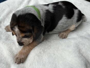 Diamond Derby -  Hound Dog for Adoption in Waunakee, Wisconsin - Diamond Derby | PetCurious