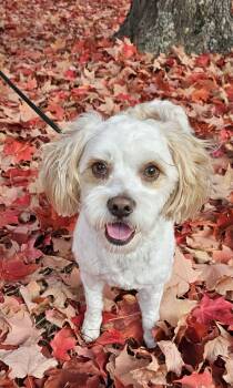 Rescue Poodle and Cavalier King Charles Spaniel Dogs for Adoption in Yakima, Washington - Sammy | PetCurious