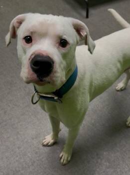 Mixed Breed Dogs Available for Adoption - Chance | PetCurious