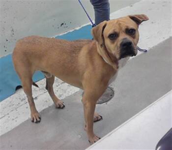Boxer and Mixed Breed Dogs Available for Adoption in Houston, Texas - MARLO | PetCurious