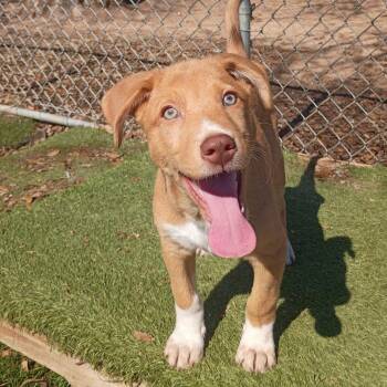 Golden Retriever and Labrador Retriever Dogs Available for Adoption - Polar — Sweet, Social, Pillow‑Loving Cutie! | PetCurious