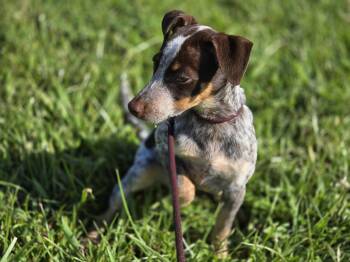 Lacey -  Rat Terrier Dog for Adoption in Maynardville, Tennessee - Lacey | PetCurious