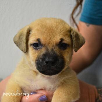 Chile -  Chihuahua and Mixed Breed Dog for Adoption in Cheyenne, Wyoming - Chile | PetCurious