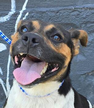 Spruce -  Rat Terrier and Beagle Dog for Adoption in Newport, Tennessee - Spruce | PetCurious