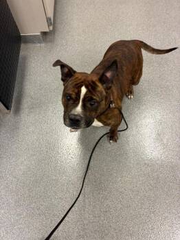 Gibson Yrly 423 -  Pit Bull Terrier and Bull Terrier Dog for Adoption in Sidney, Ohio - Gibson Yrly 423 | PetCurious