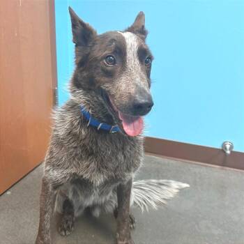 Australian Cattle Dog Blue Heeler and Mixed Breed Dogs Available for Adoption in Idaho Falls, Idaho - Taz | PetCurious