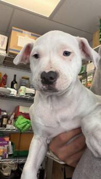 Pit Bull Terrier and Beagle Dogs Available for Adoption in Ontario, California - Blake | PetCurious