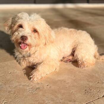 Bark Twain -  Maltese and Mixed Breed Dog for Adoption in Jupiter, Florida - Bark Twain | PetCurious