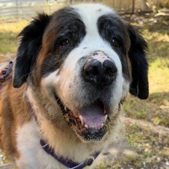 OPAL -  Saint Bernard Dog for Adoption in Sparks, Nevada - OPAL | PetCurious