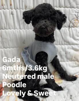 Poodle Dogs Available for Adoption - Gada | PetCurious