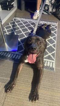 Neka -  Pit Bull Terrier Dog for Adoption in New Kensington, Pennsylvania - Neka | PetCurious