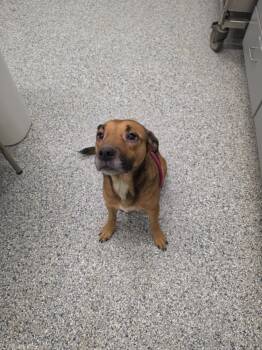 Michelle Tyson -  Terrier Dog for Adoption in Athens, Tennessee - Michelle Tyson | PetCurious