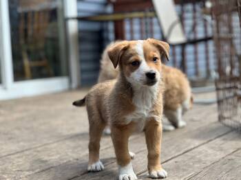 Australian Shepherd and Mixed Breed Dogs Available for Adoption in Minneapolis, Minnesota - Nala | PetCurious